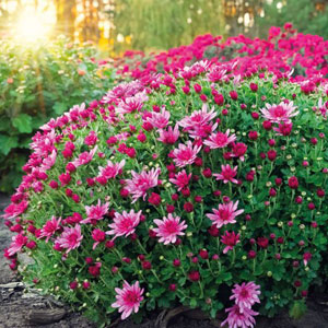 Odla perenner | Byggmax Odla perenner | Byggmax